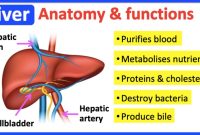 5 Essential Liver Location Diagrams for the Human Body – Moo Wiring Liver Health Supplements For Dogs